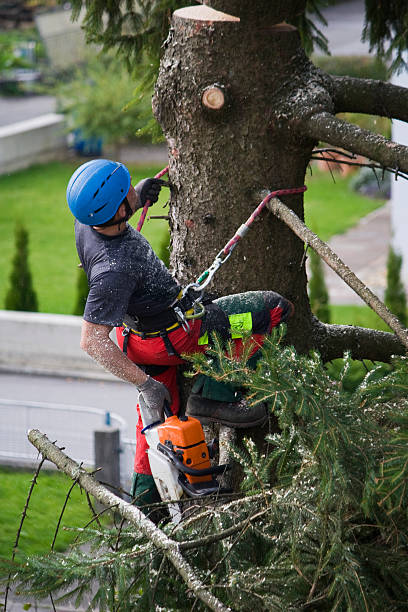 Best Tree Mulching  in Waialua, HI